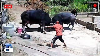 10 TOROS que se Salieron de CONTROL - Parte #2 by Top10Mejores 13,843 views 1 month ago 16 minutes