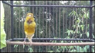 kenari gacor durasi 15menit cocok untuk pemasteran atau pancingan kenari malas bunyi