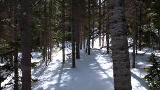 CIRES - Ecosystem Sciences Division with Carol Wessman