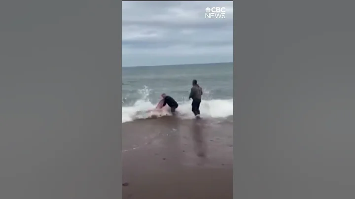 Researchers examine body of great white shark found in Cape Breton