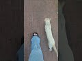 Jimin S Instagram Story He S Playing With A Cat Even Though He S Allergic馃ス Jimin Shorts Jimin S Instagram Story He S Playing With A Cat Even Though He S Allergic馃ス Jimin Shorts