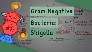 Gram Negative Bacteria: Shigella