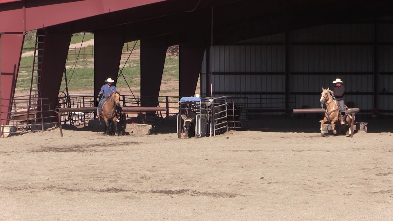 2019 Memory Ranches #10 (Yuma, palomino) #2 (Quigley, buckskin)