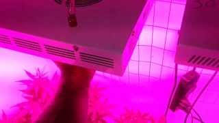 Does the container size  matter,?LED grow lights?indoors growing,howto