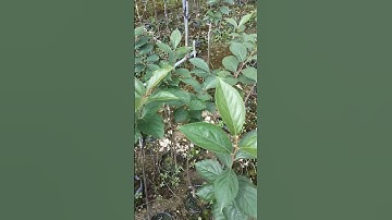 Hồng tứ quý giá tại vườn 097 699 8405