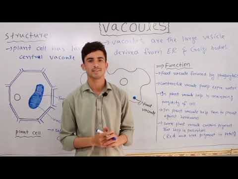 Vacuole structure and function/ 9th Biology & Fsc part 1st/ (cell structure and function)