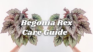Begonia Rex Care Tips | 9 Things You Should Know!