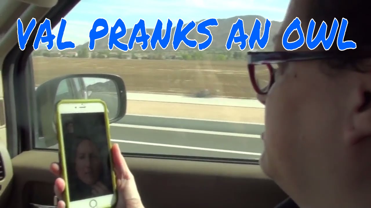 bright lights big city song VAL PRANKS AN OWL
