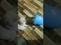 cat ke bare me important bate #viral #cat#shorts#shortsviral#explore#love#cute #viralvideos#like