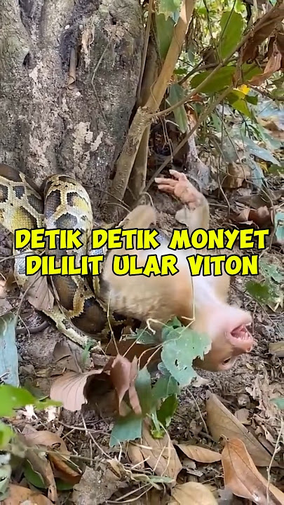 DETIK DETIK MONYET DILILIT ULAR #shortvideo #habitathewan #hewanhutan #monyet #ular