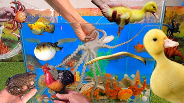 Tổng hợp các video cá cảnh đẹp, động vật dễ thương, bạch tuộc cute, vịt, cá trê, ếch, cá rồng, cua