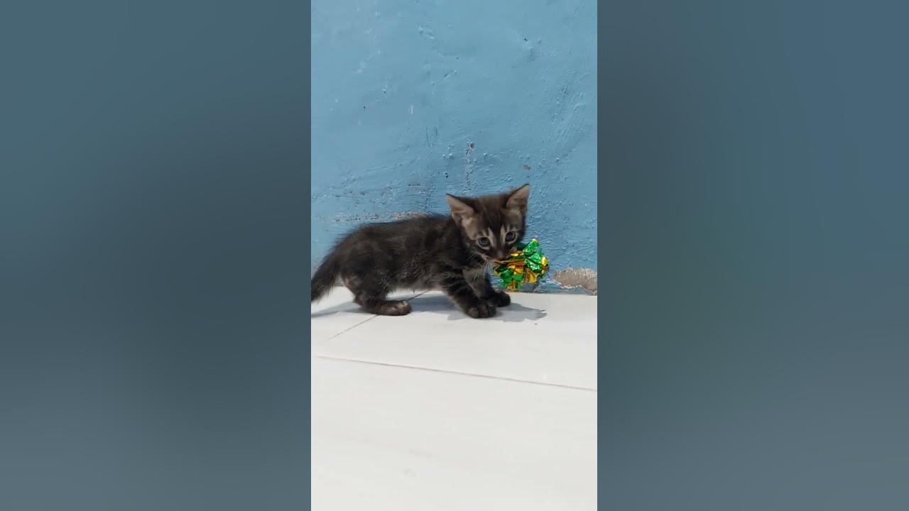 she-mad-to-us-kucingimut-catlover-cutecat-catfunny-bengalcat
