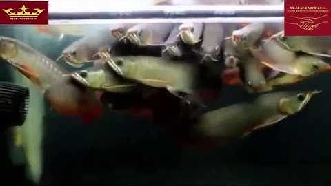 Thiên đường cá rồng