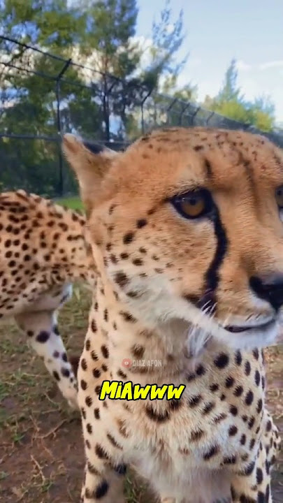 Suara cheetah kok gini??? #kucing #cheetah #suarakucing #lucu #fyp #funny #hewan #catlover #citah