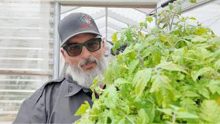Pollinators and Tomatoes!