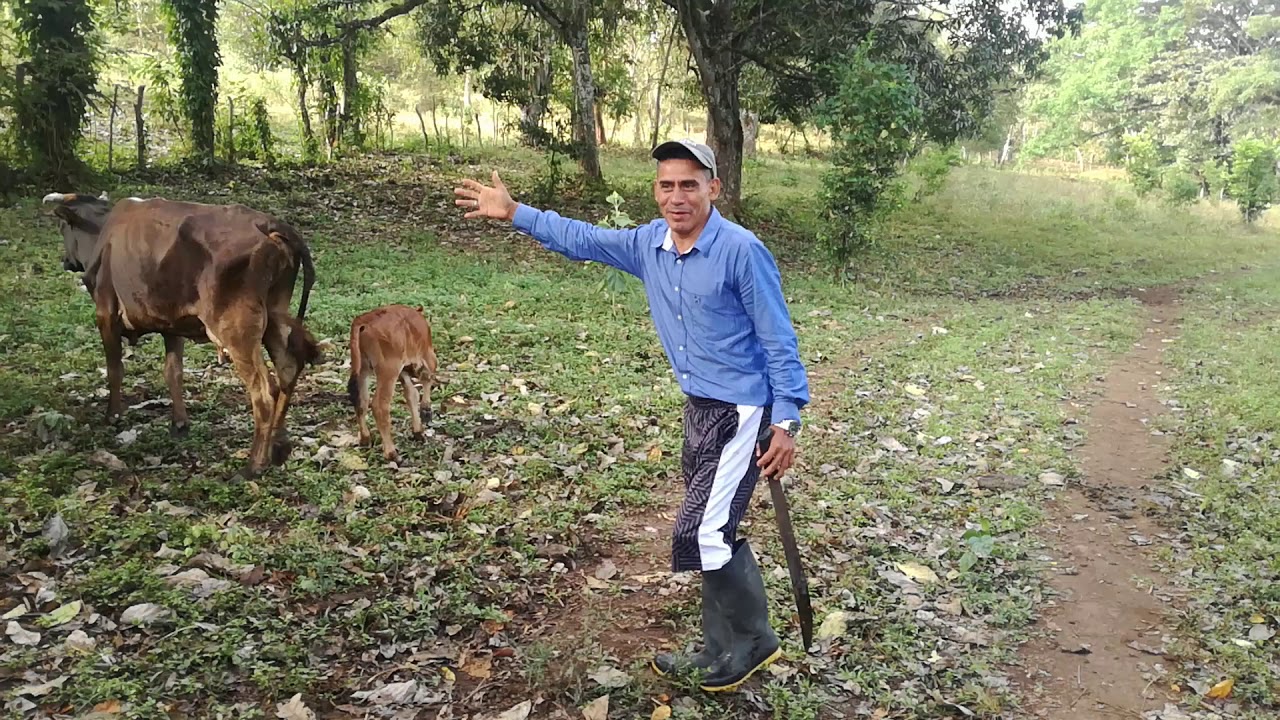 El ganado de Don Mamerto.