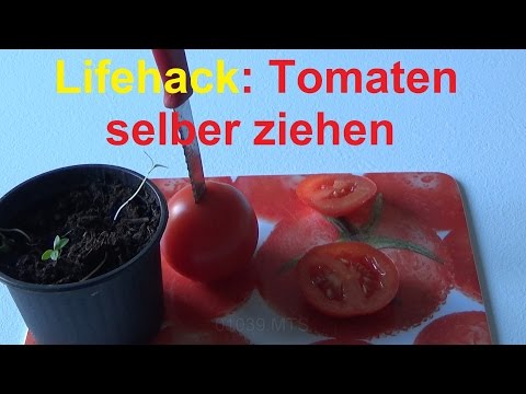 Video: Vermehrung von Tomatenscheiben - Können Sie Pflanzen aus Tomatenscheiben anbauen?