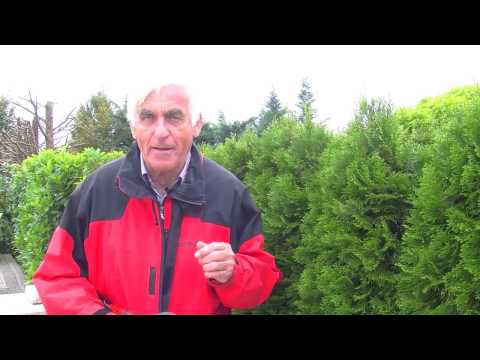 VOL.AT-Gartentipp: Hecken aller Art