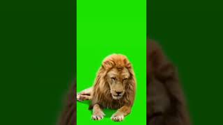 Tiger Green Screen Effect