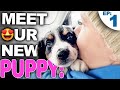Your Complete Guide For Bringing A New Puppy Home - Bringing Home A New Puppy Episode 1