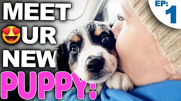 Your Complete Guide For Bringing A New Puppy Home