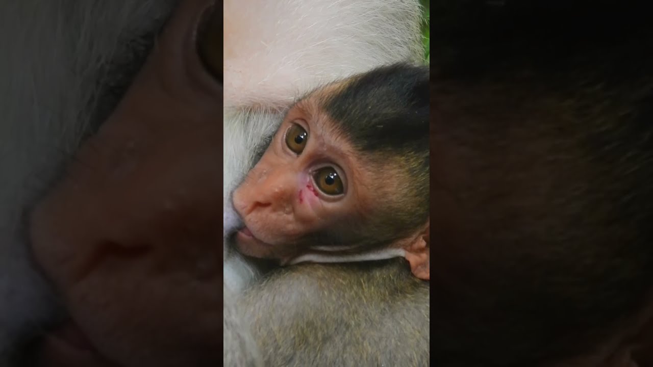 Good Drinking But Pity Baby Monkey Cinn Got Injuries On Face