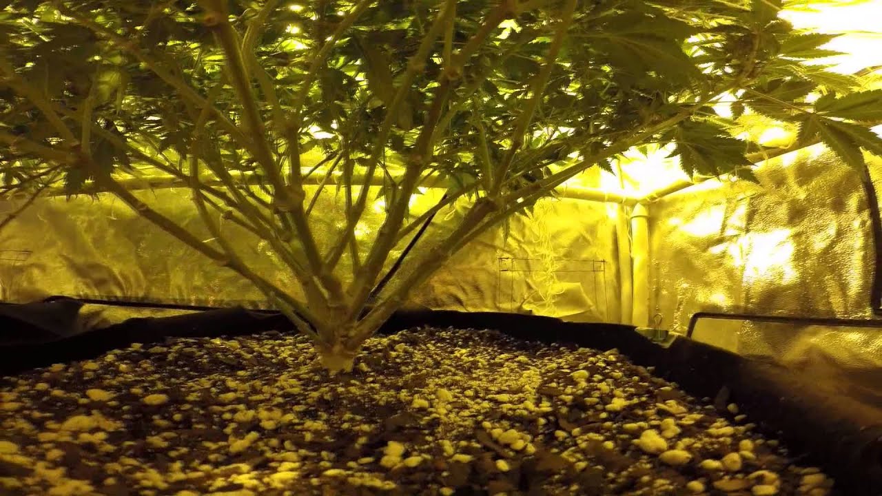 Pineapple Express and Lemon Thai Kush Training Techniques SCROG