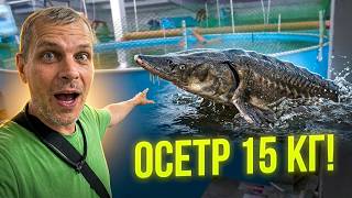 Здесь Форель и Осетр! В Гостях у Касимовской Фермы в Касимове!