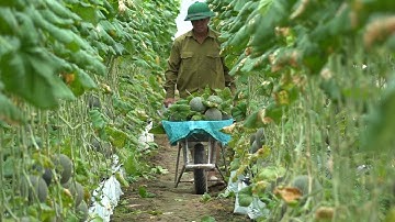 NHÂN RỘNG MÔ HÌNH TRỒNG DƯA TRONG NHÀ MÀNG NHÀ LƯỚI