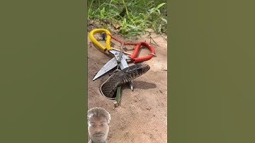 DIY single Snake Trap using big Scissors #creativesnaketrap#snakeinhole