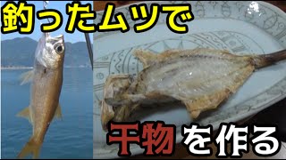 ショアジギングで釣れた魚を干物にするぞ！