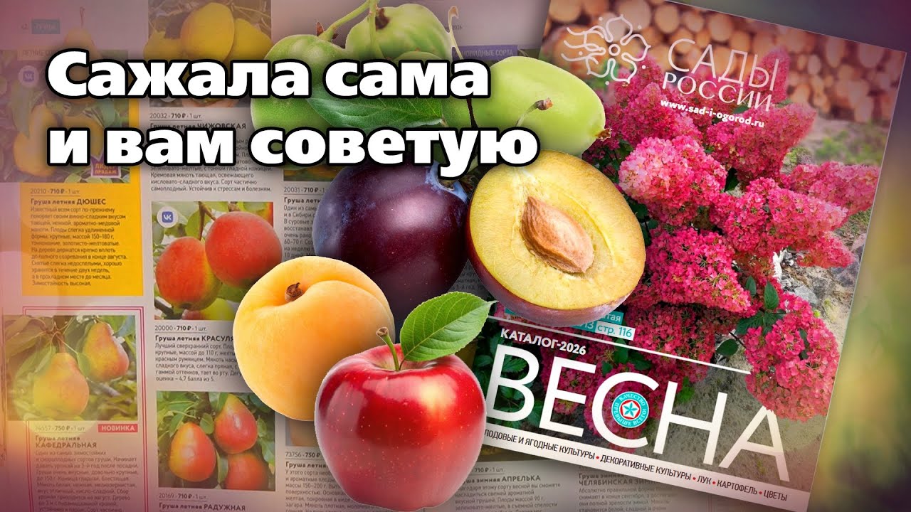 Яблони и груши  Новинки и проверенные сорта