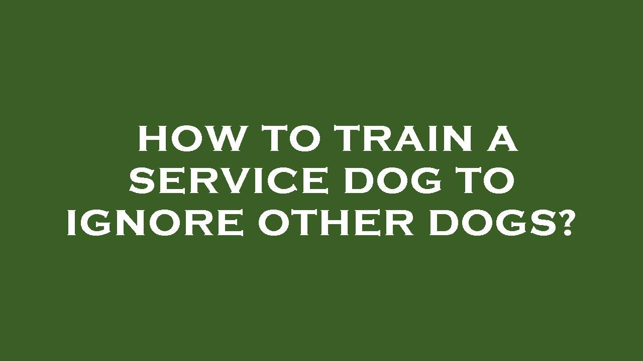 How to train a service dog to ignore other dogs? YouTube