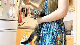 ご飯が待ちきれなくて飼い主に飛びついてしまった子猫ｗ