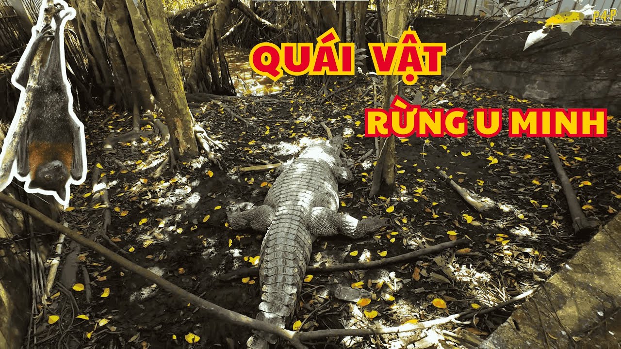 Cá Sấu To Khủng Khiếp Ở || Rừng U Minh .