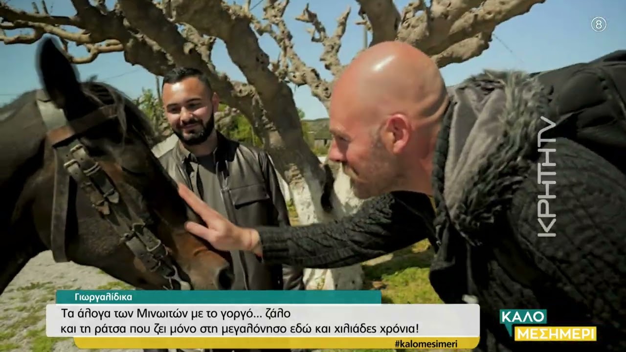 Γιωργαλίδικα: Τα άλογα των Μινωιτών με το γοργό... ζάλο και τη ράτσα που ζει μόνο στη μεγαλόνησο