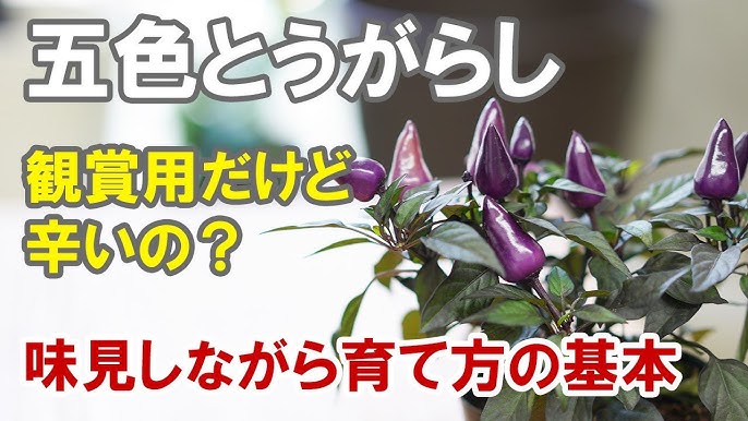 ハバネロの育て方 カインズ花図鑑 Youtube ハバネロの育て方 カインズ花図鑑 Youtube