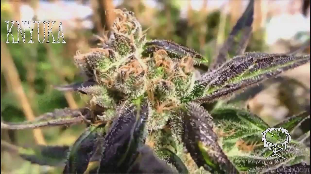 Certified Pothead - Abusive OG