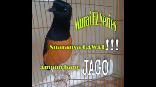 Murai batu F2 series pastol 6 bulan. Pancingan untuk murai batu malas bunyi, langsung respon....