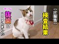 お迎え4ヶ月、マリリンの血液検査で引っ掛かった所と歯について、健康を考える