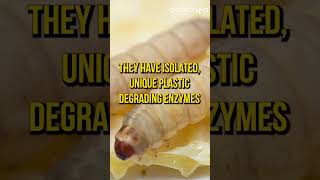 Unique Plastic Degrading Enzymes From Wax Worm Saliva