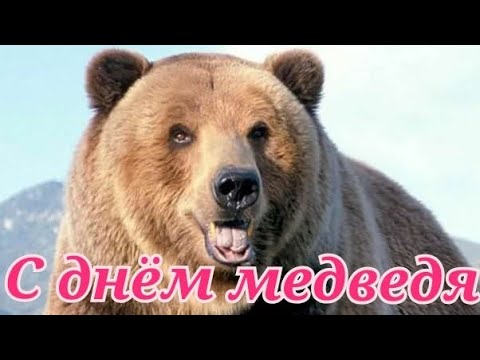 Поздравляю с днём медведя!Мишки- бурый,белый,гималайский!