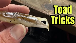 Download Lagu When A Horny Toad Outproduces ANY Lure In Your Box MP3 Download Lagu When A Horny Toad Outproduces ANY Lure In Your Box MP3