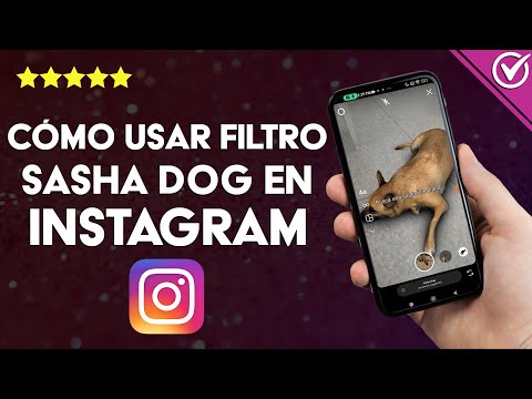 ¿Cómo usar el filtro Sasha Dog en INSTAGRAM? - Perro acostado de TikTok