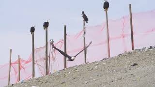 Raptors Hanging Out at the Vancouver Landfill by SeaDoc Society 367 views 1 year ago 56 seconds