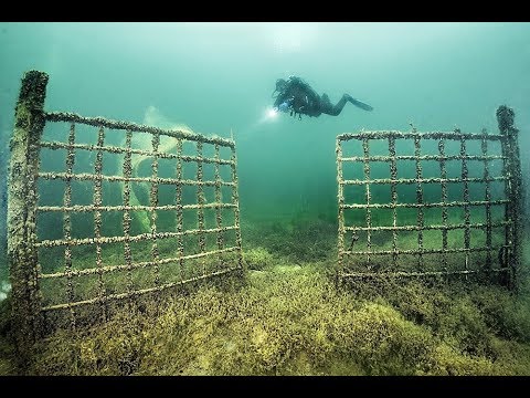 ყვინთვა-დაივინგი თბილისის ზღვაზე / Diving in Tbilisi sea.  / ბუნების კარი * Nature Gate.