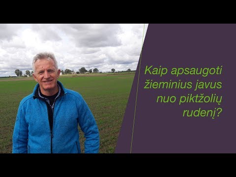 Video: Kaip Atsikratyti Grūdų Piktžolių?