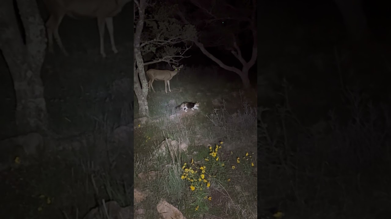 Nighttime adventures