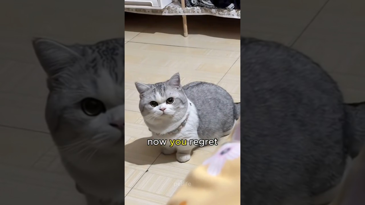 Why Does Your Cat Suddenly Attack You?😭 #cat #yourcat