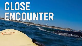 Two Whales Surface Inches From Lifeguard on Surf Board at Jersey Shore